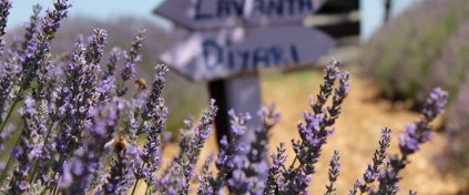 Momentum Trips